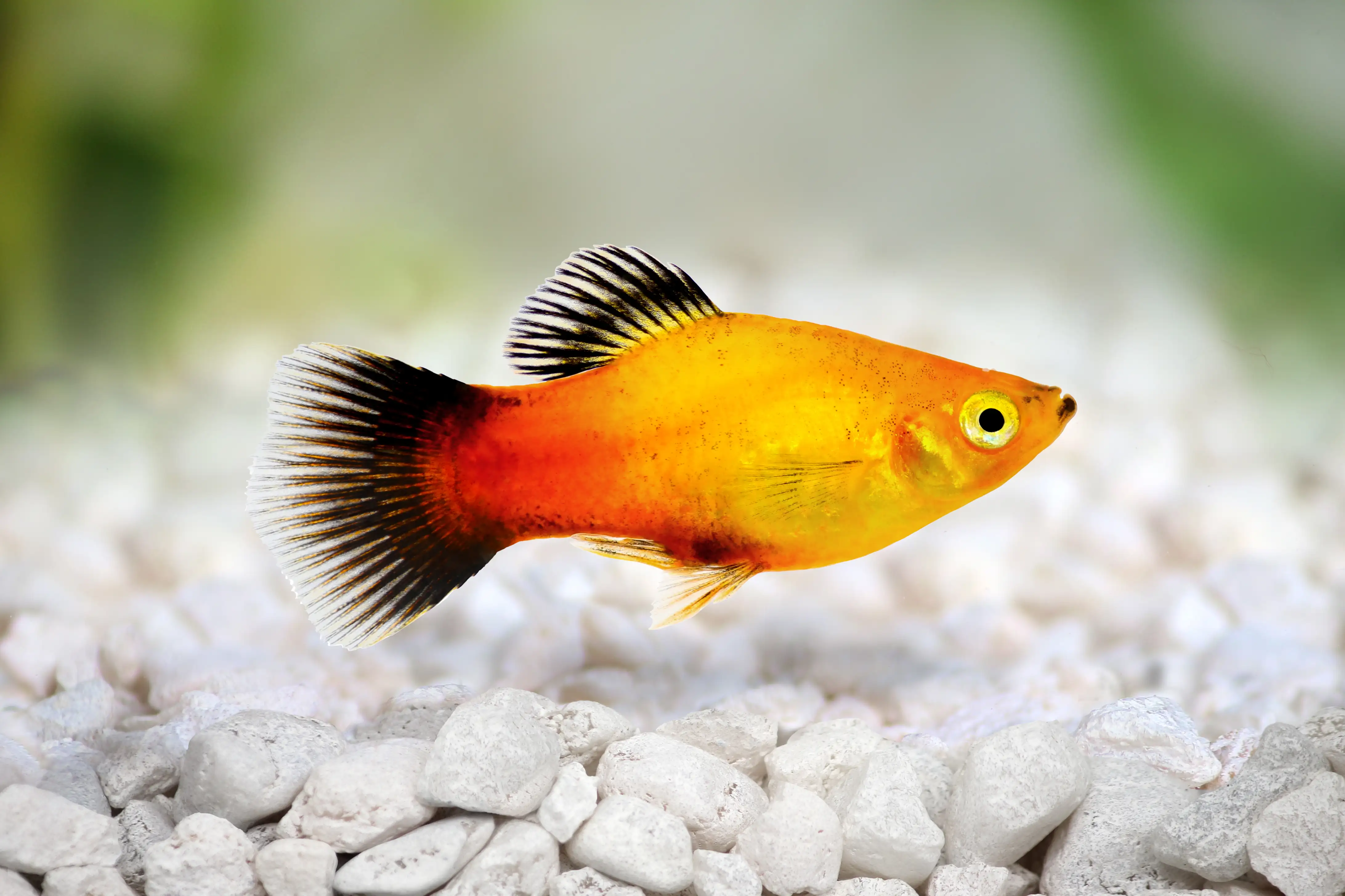Assorted Platy